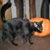 Black Cat, Pumpkin