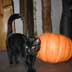 Black Cat Pumpkin