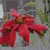 Poinsettia