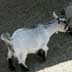 Pygmy Goat