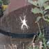 Garden Spider